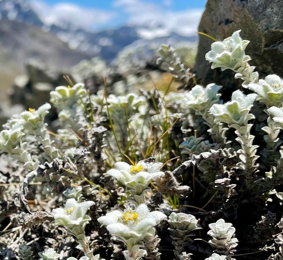 阿瑟帕斯小屋汽车旅馆 阿瑟山口 外观 照片